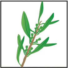 crop step 1