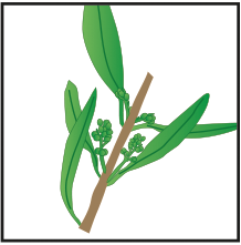 crop step 2