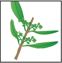 crop step 3