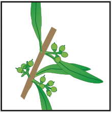 crop step 6