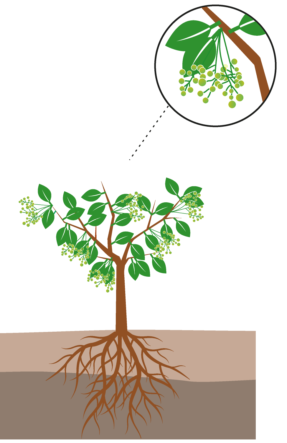 crop step 3