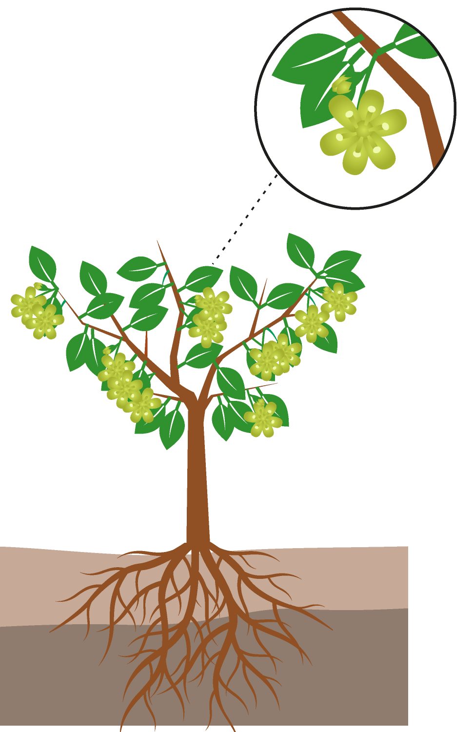 crop step 4