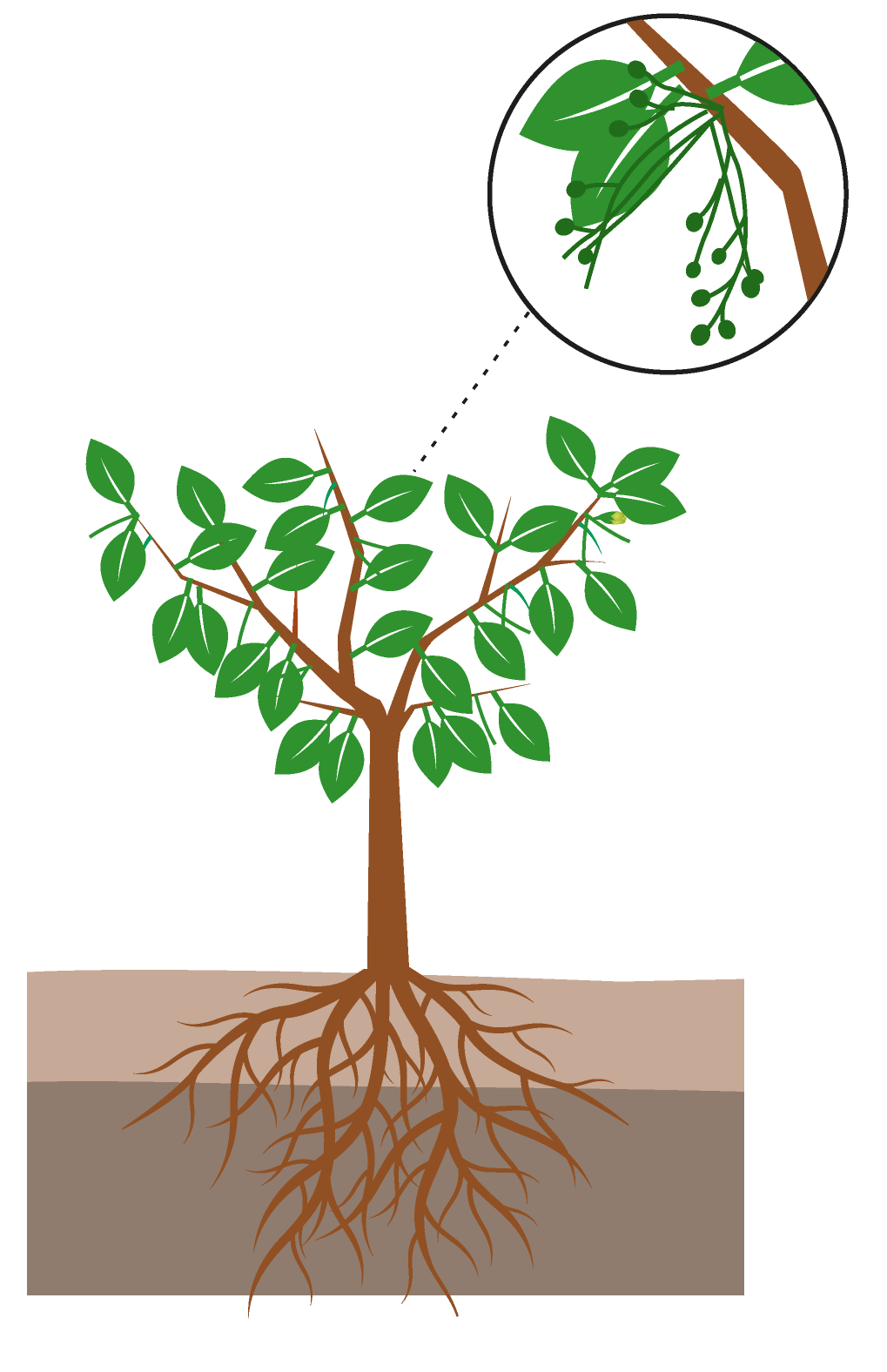 crop step 5