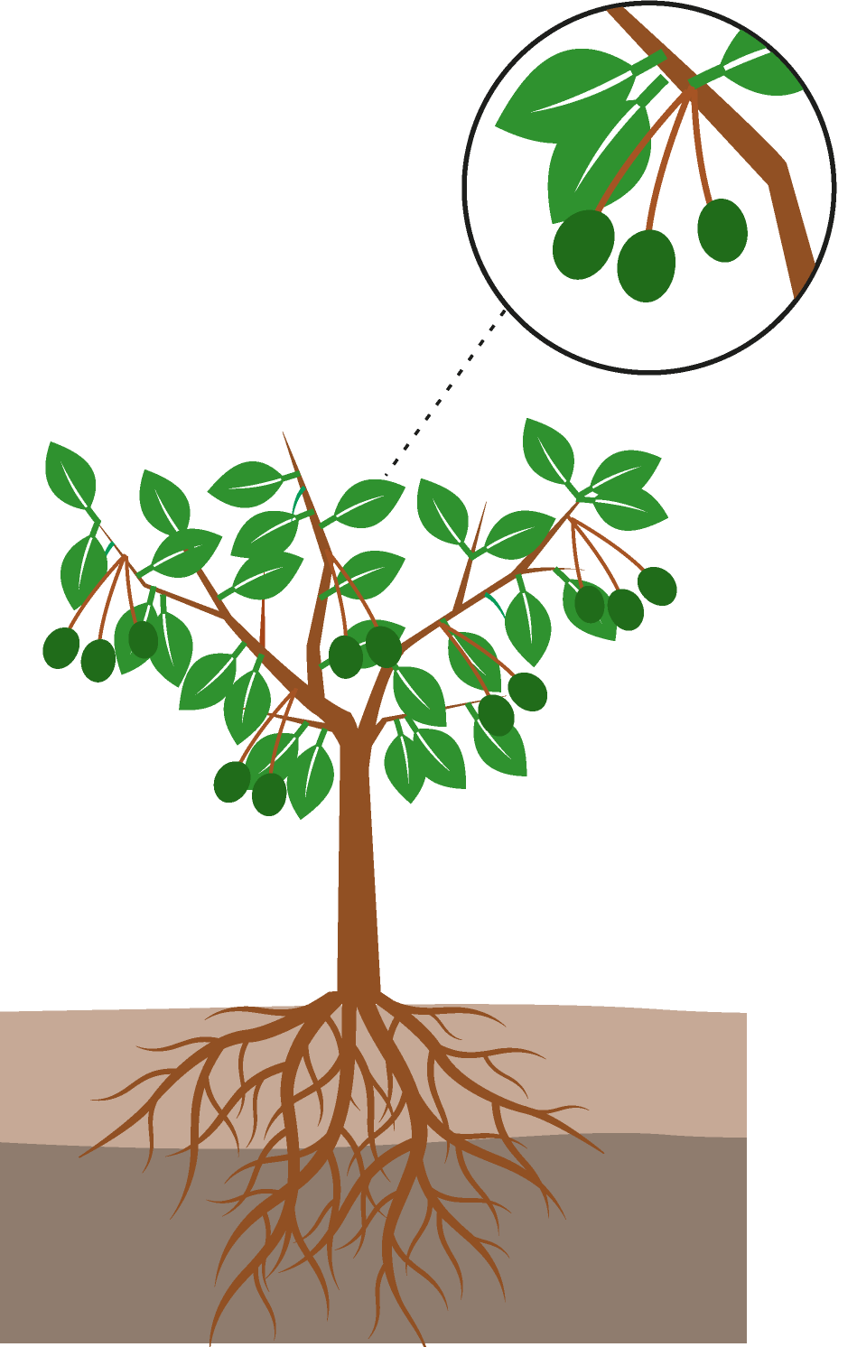 crop step 6