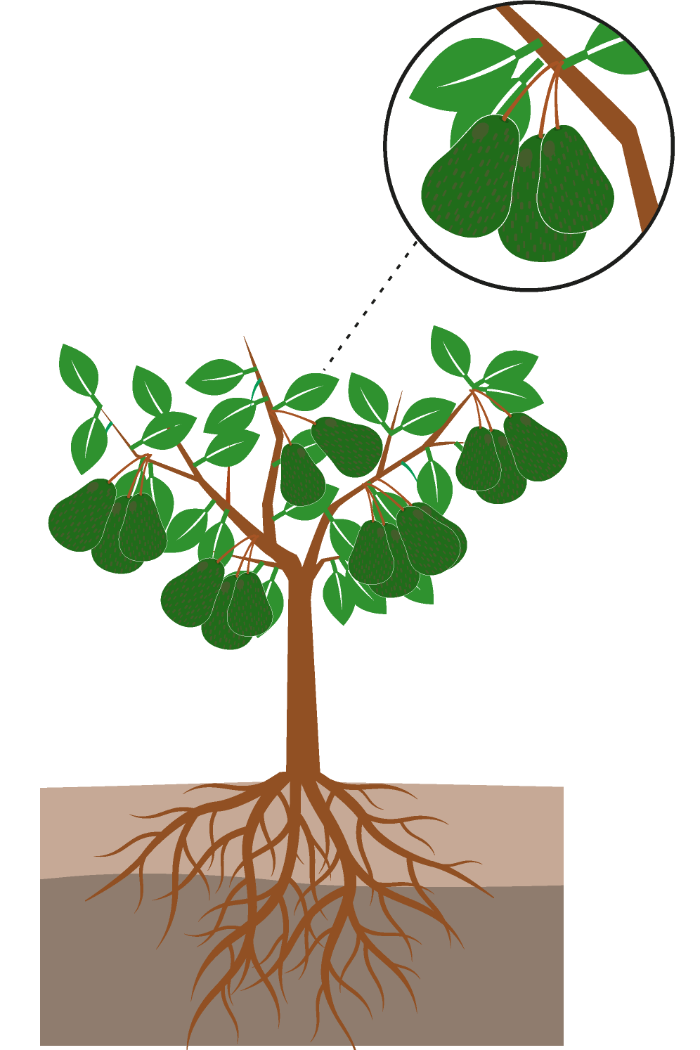 crop step 7