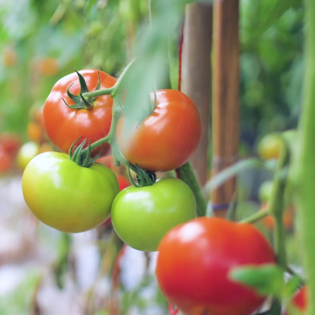 Tomates