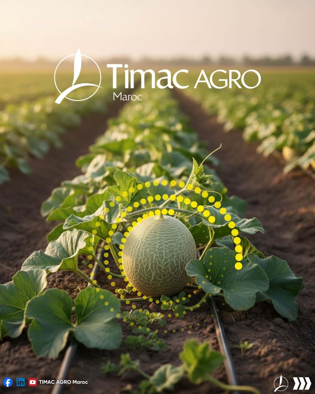 Melon